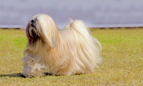 7. Lhasa Apso