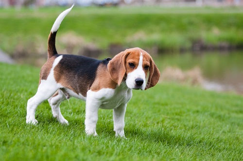 8. Beagle