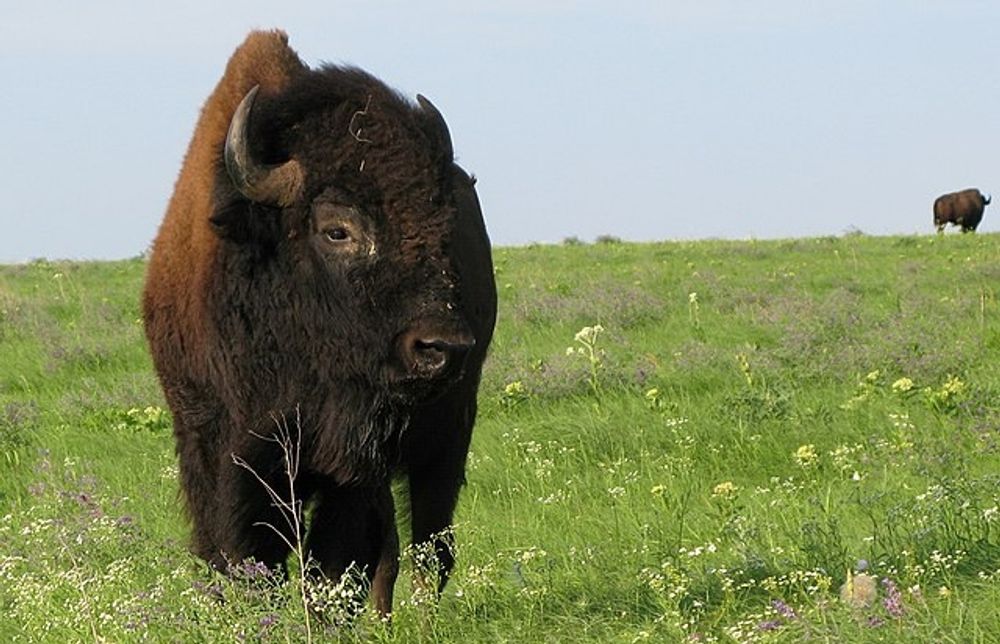 South Dakota - Bison