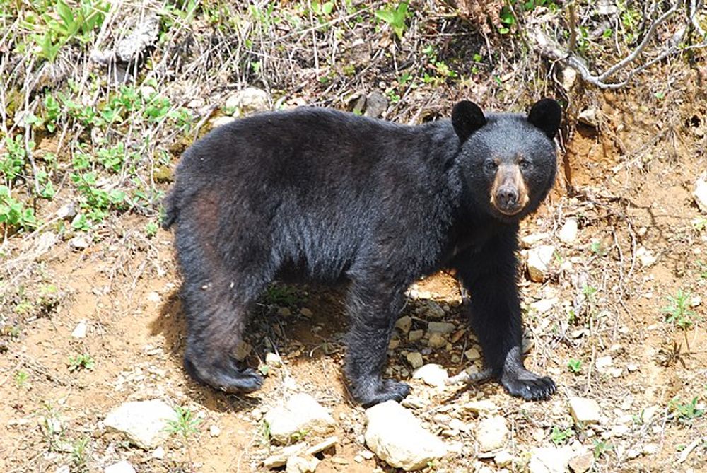 Arkansas - Black Bears