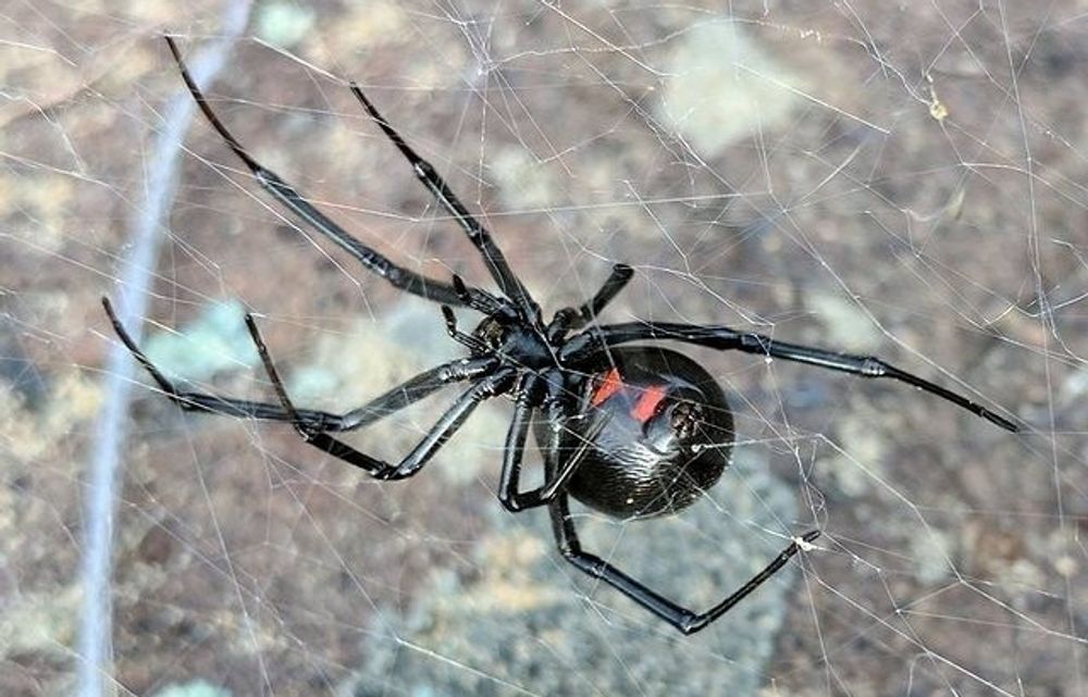 Rhode Island - Black Widow