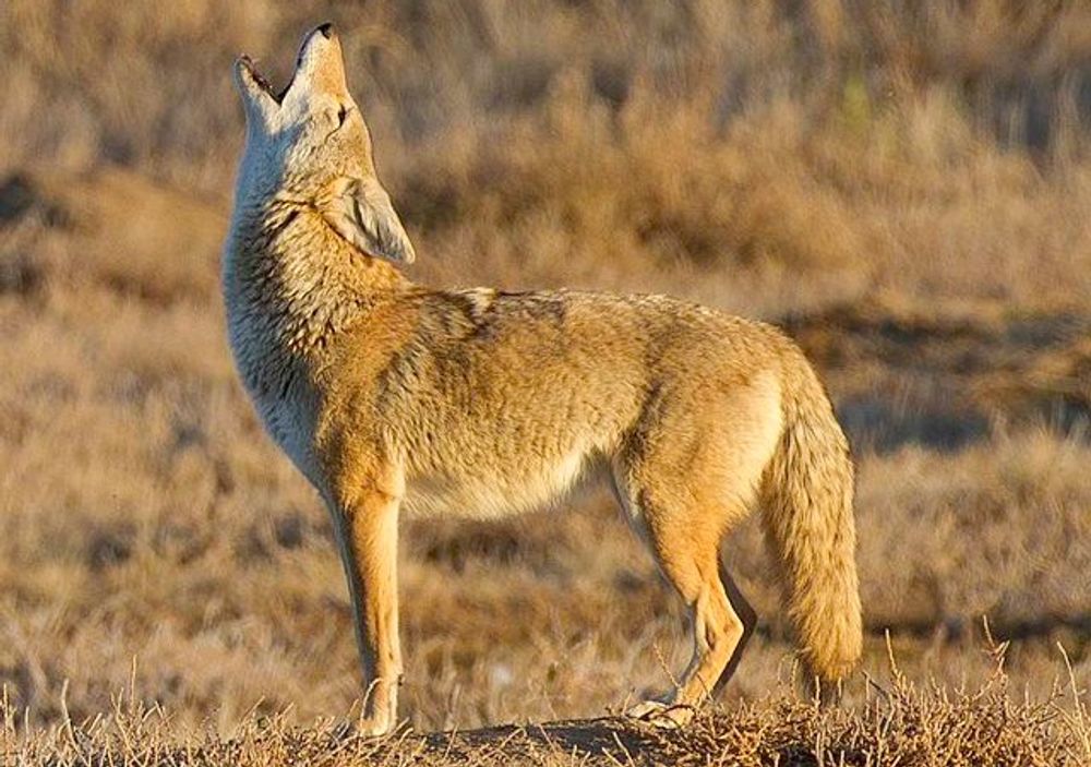 Delaware - Coyotes