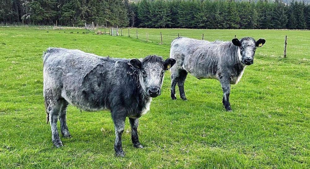 Nebraska - Cows