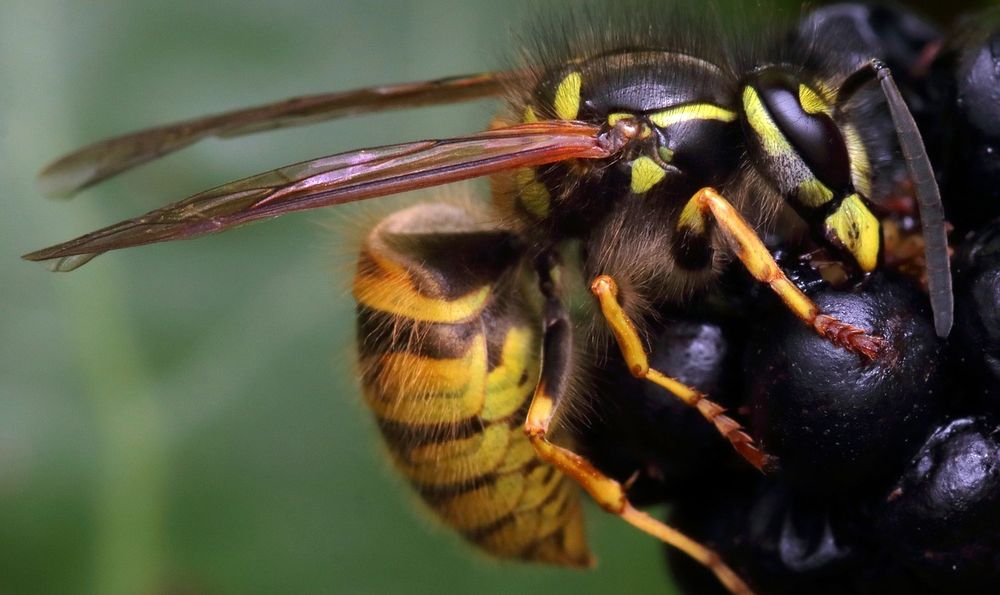 Oregon - Stinging Insects