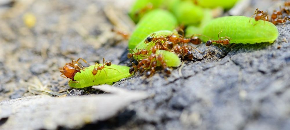 Texas - Fire Ants