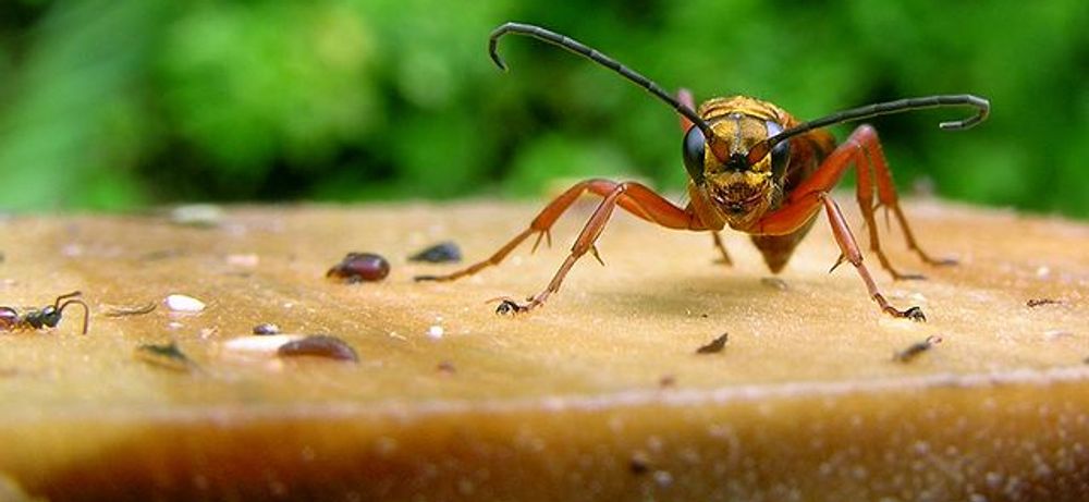 West Virginia - Stinging Insects