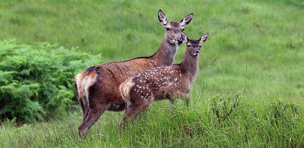 Wisconsin - Deer