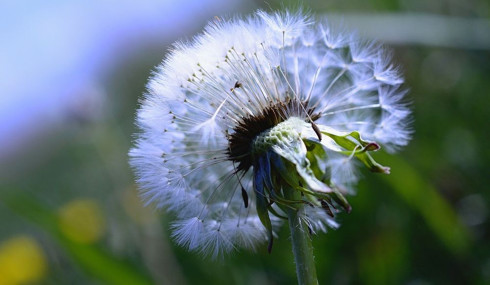 Use Vinegar to Curb Weeds