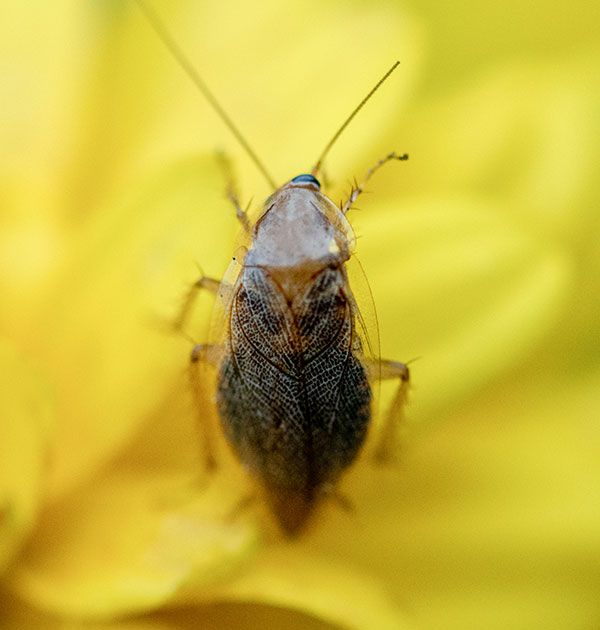 Coca-Cola, the Roach and Ant Killer