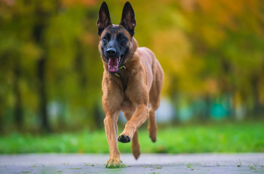 Belgian Malinois