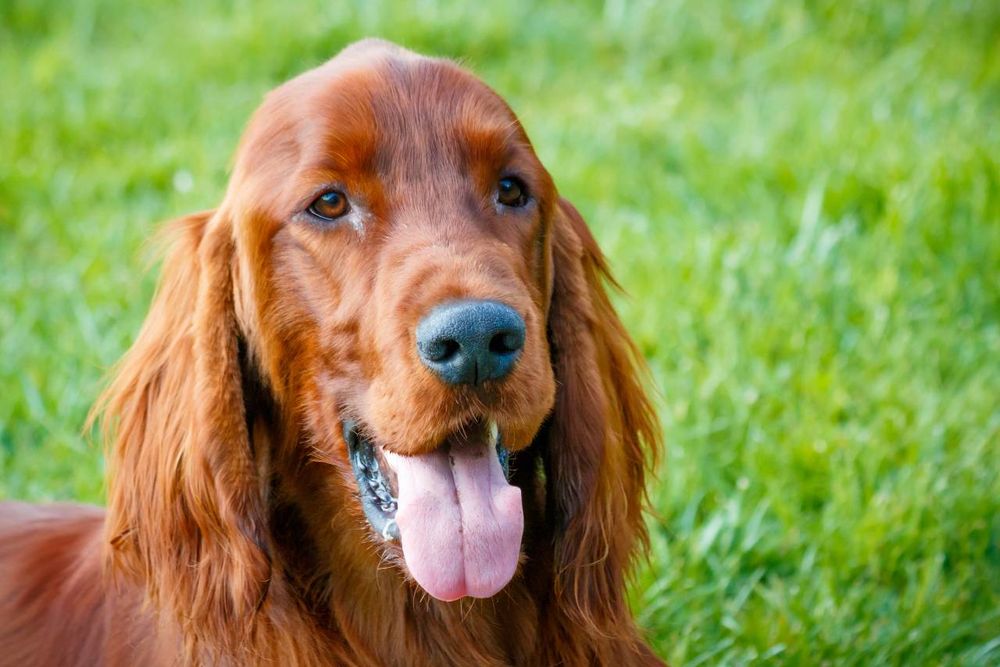 Irish Setter