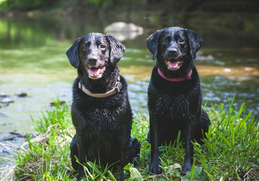 Labrador Retriever 