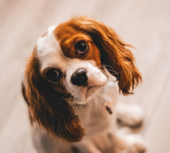 Cocker Spaniel