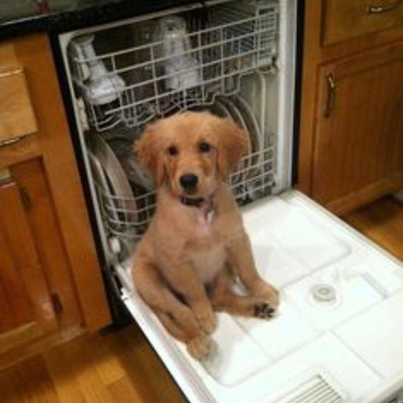 'Stop Doing the Dishes and Play With Me!'