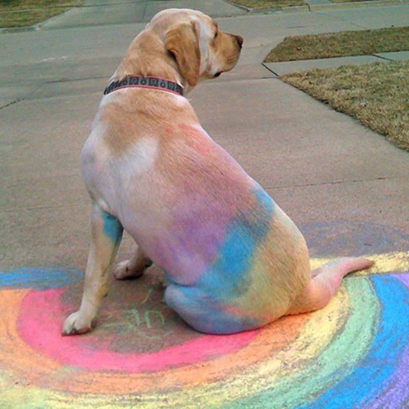 Rainbow Pup