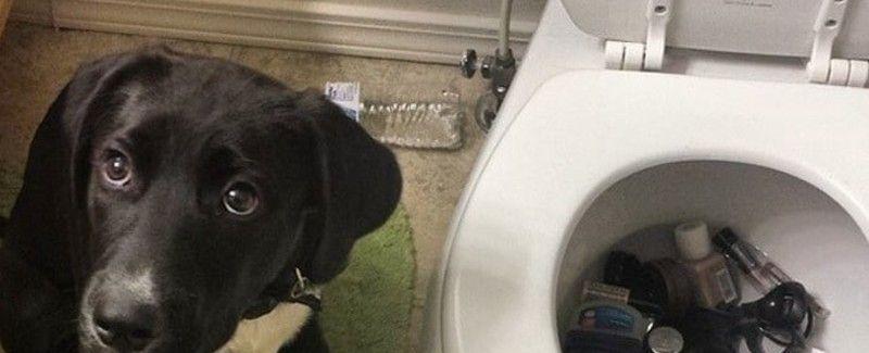 Puppy Fails That Are Sure to Make Your Day a Little Brighter